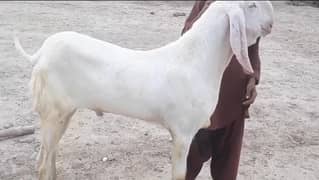desi baithal bakra 03267576455
