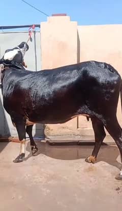 wehri