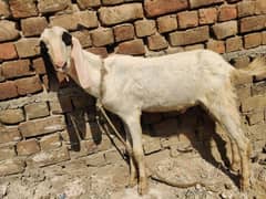 bakra for sale 3