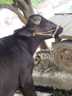 qurbani Ka katta for sale 2 dant ha jis NY Lena rabta KY 03128003171