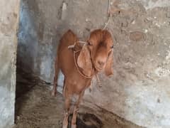 bkry for sale qurbani k lye