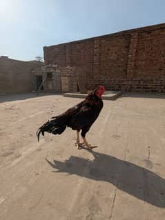 aseel murga miawali nasal
