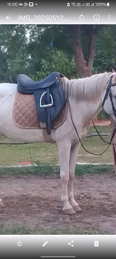horse saddle