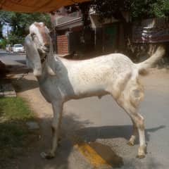 Qurbani 2025 Goat bakra