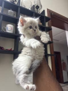 Persian kitten and mother