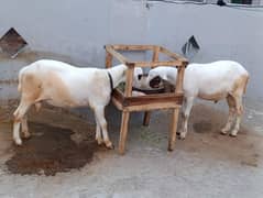 Qurbani Special Sheep