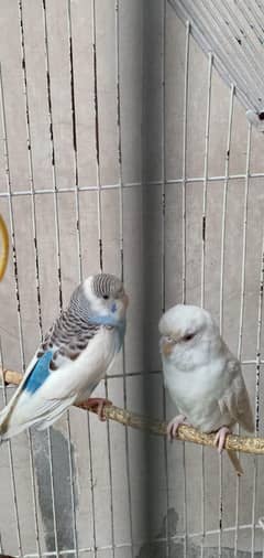 Australian parrots rare colors