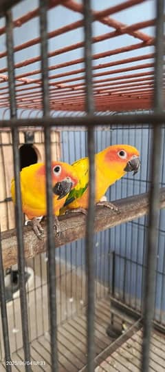 sun conure breeder pair with cheap price