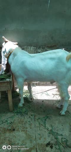white goat /gulabi bakra /qurbani goat /bakra /بکرا/desi goat