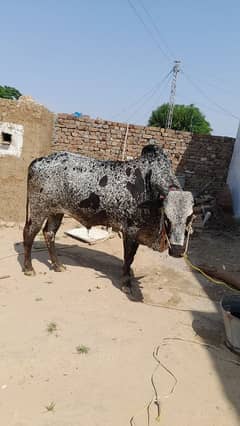 bull,bacha