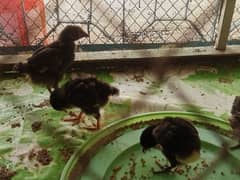 aseel choza in very cheap price urgent sale