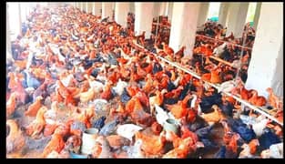 Golden misri Hen