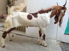 2 bakree dondee for sale