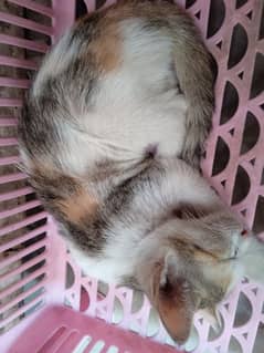Cats Kittens for sale
