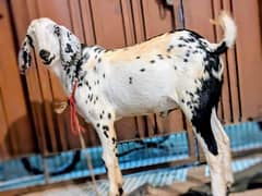 Young Goat  Available in Cheap Price