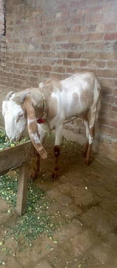 bakra
