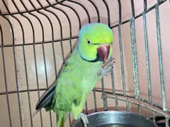 Green parrot urgent sale need cash!