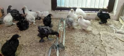 bantam and heavy buff