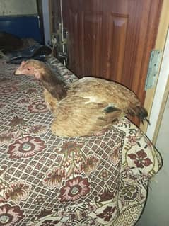 aseel kuruk hen for sale