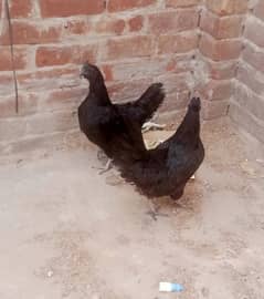 ayam cemani Gary tango female 03004245714