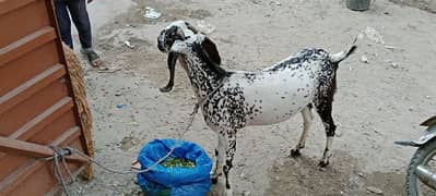 Makhi Cheena Bakra