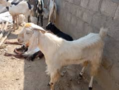 Desi Bakra or Pahari bakra or available han