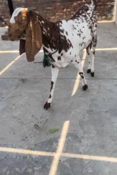 bakri