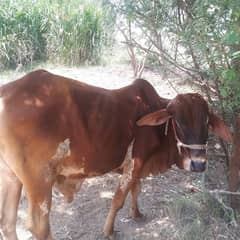 Sahiwal
