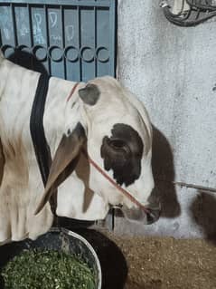 Title: Beautiful, Healthy & Heavy Desi Bulls for Qurbani | Resonable P