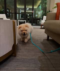 Chow chow imported pedigree puppy available in Pakistan for sale