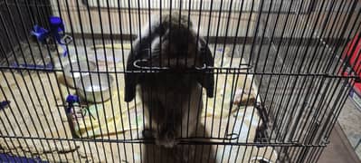 Holland loop rabbit