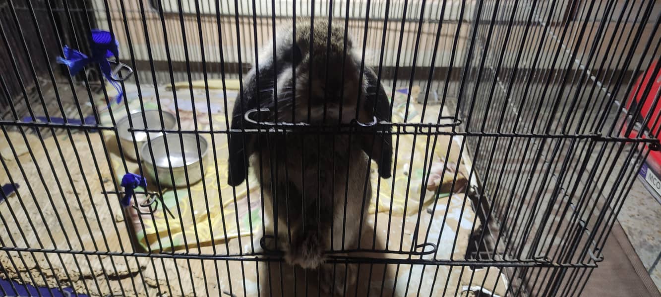 Holland loop rabbit adult 0