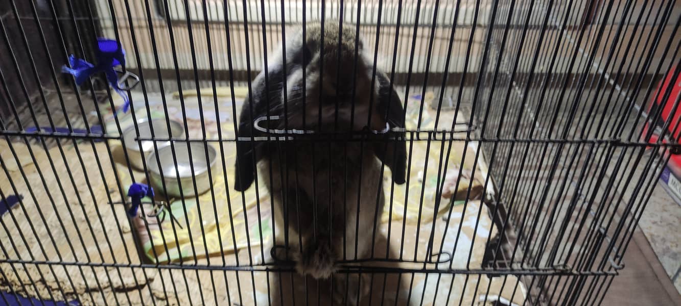 Holland loop rabbit adult 1