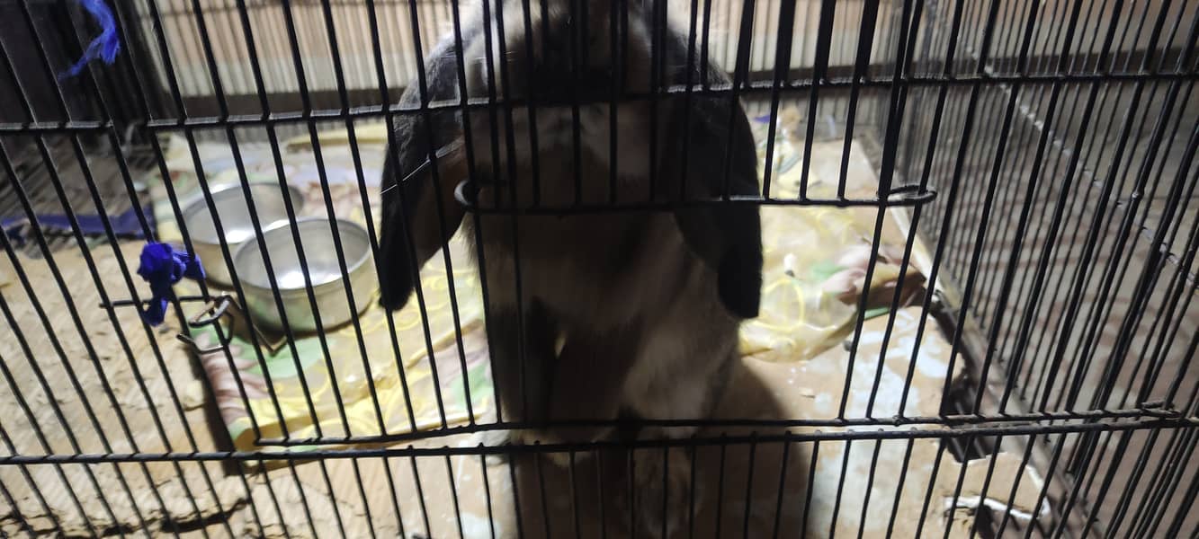 Holland loop rabbit adult 2