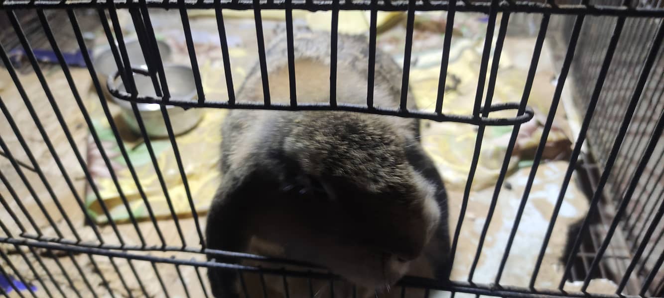 Holland loop rabbit adult 3