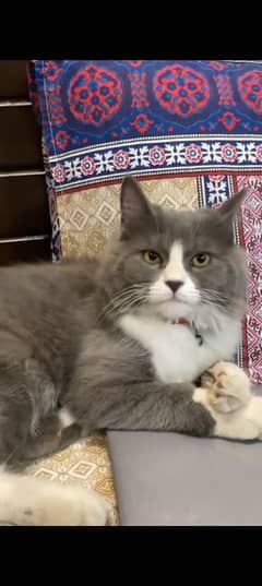 Male Persian Cat double Coated