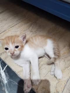 persain cat for sale