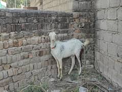 donday bakry for sale