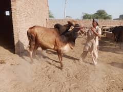 صیحت مند خوبصورت بڑے قد کا وچھا ، ٹوبہ ٹیک سنگھ