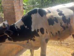 Qurbani k liay wacha For sell