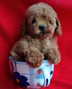 French toy poodle imported pedigree puppy available in Pakistan