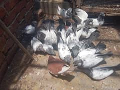 parwazi pathy for sale