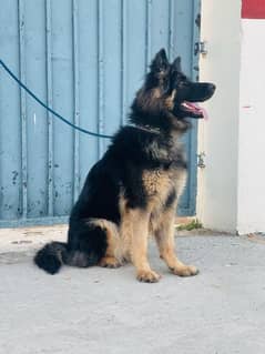 German shepherd Female
