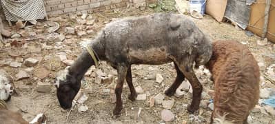 sheep for sale.