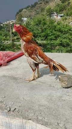 aseel Pela  Rabta nmb 03145413620