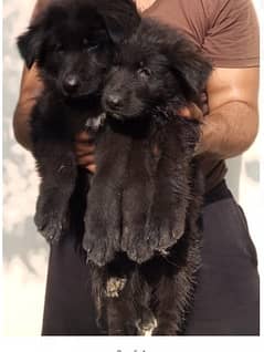Black & Tan / Black Long Coat German Shepherd Puppies | Pedigree | Vac