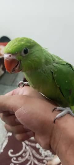 parrot
