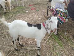 Bakra