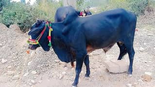 Qurbani K Janwar | Buffalo | Bull | Cow | Gay | Bachra | بچرا | Sale