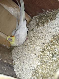 cocktail breeder pair available for sale